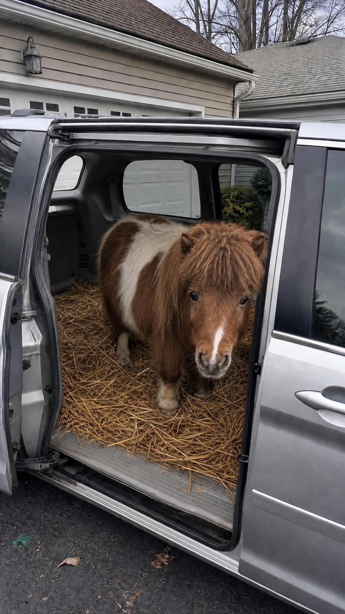 Pony in the Van prank example made with PrankAI
