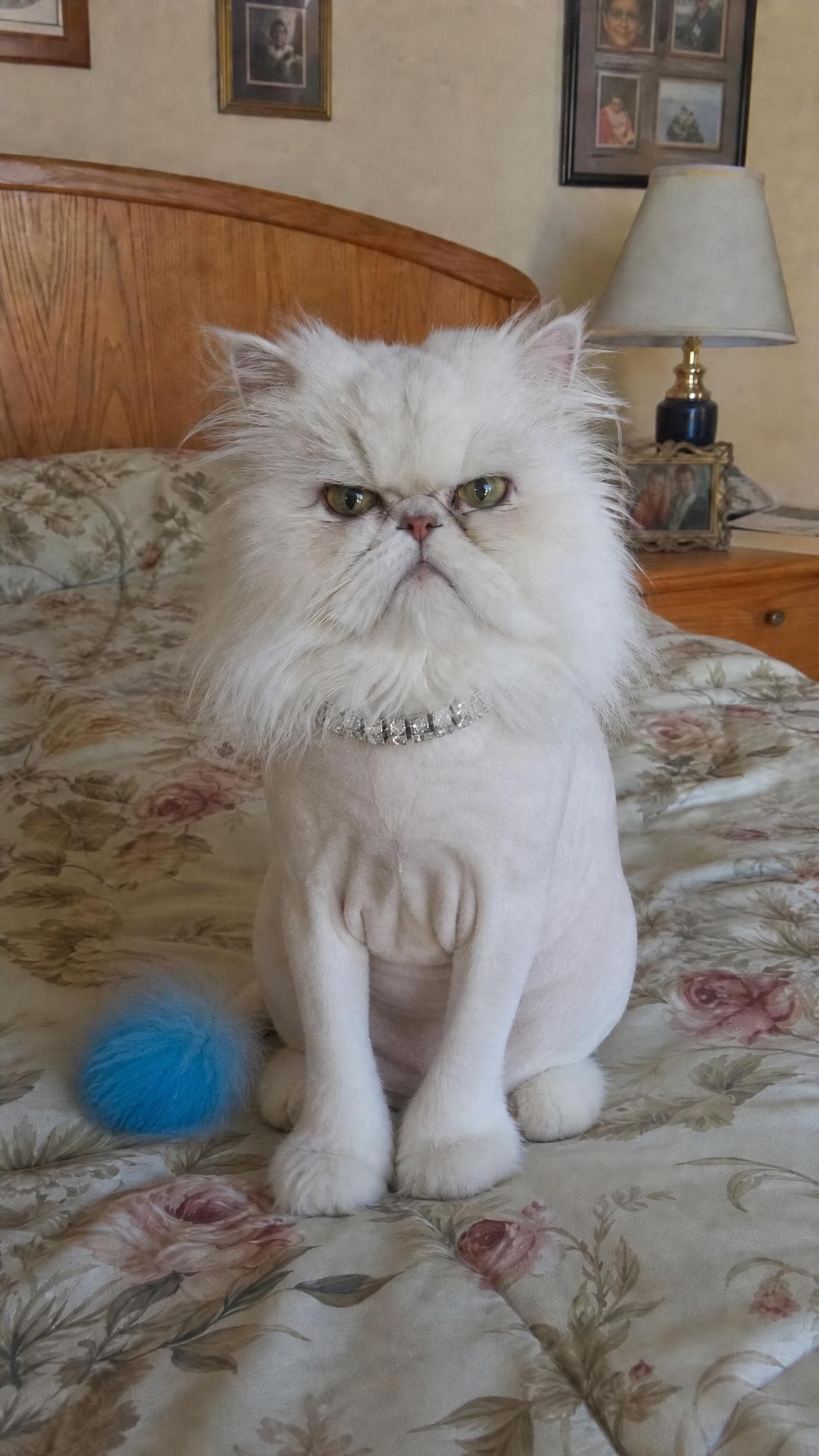 Cat Lion Cut prank example made with PrankAI