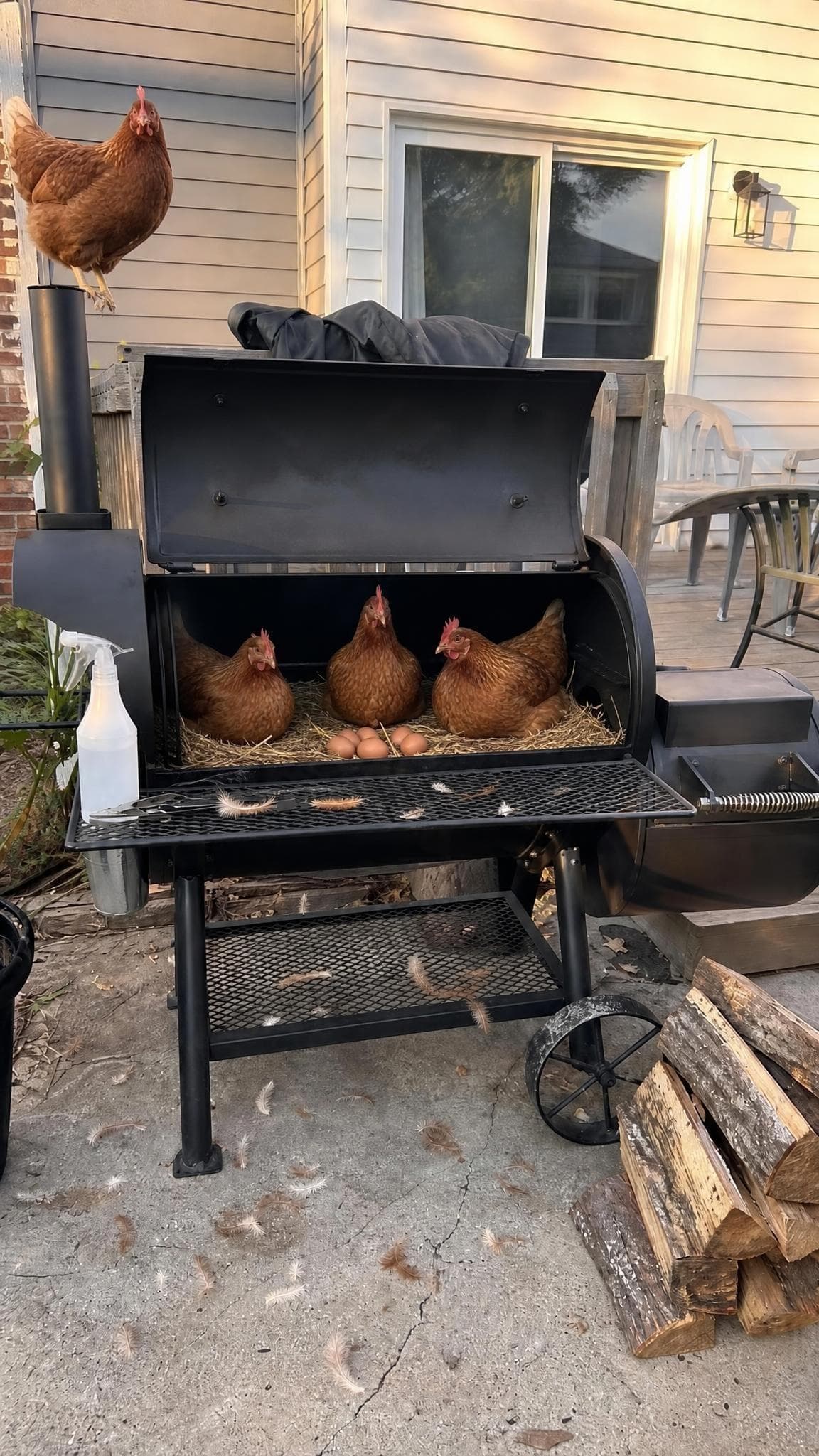 Chickens in the Grill prank example made with PrankAI