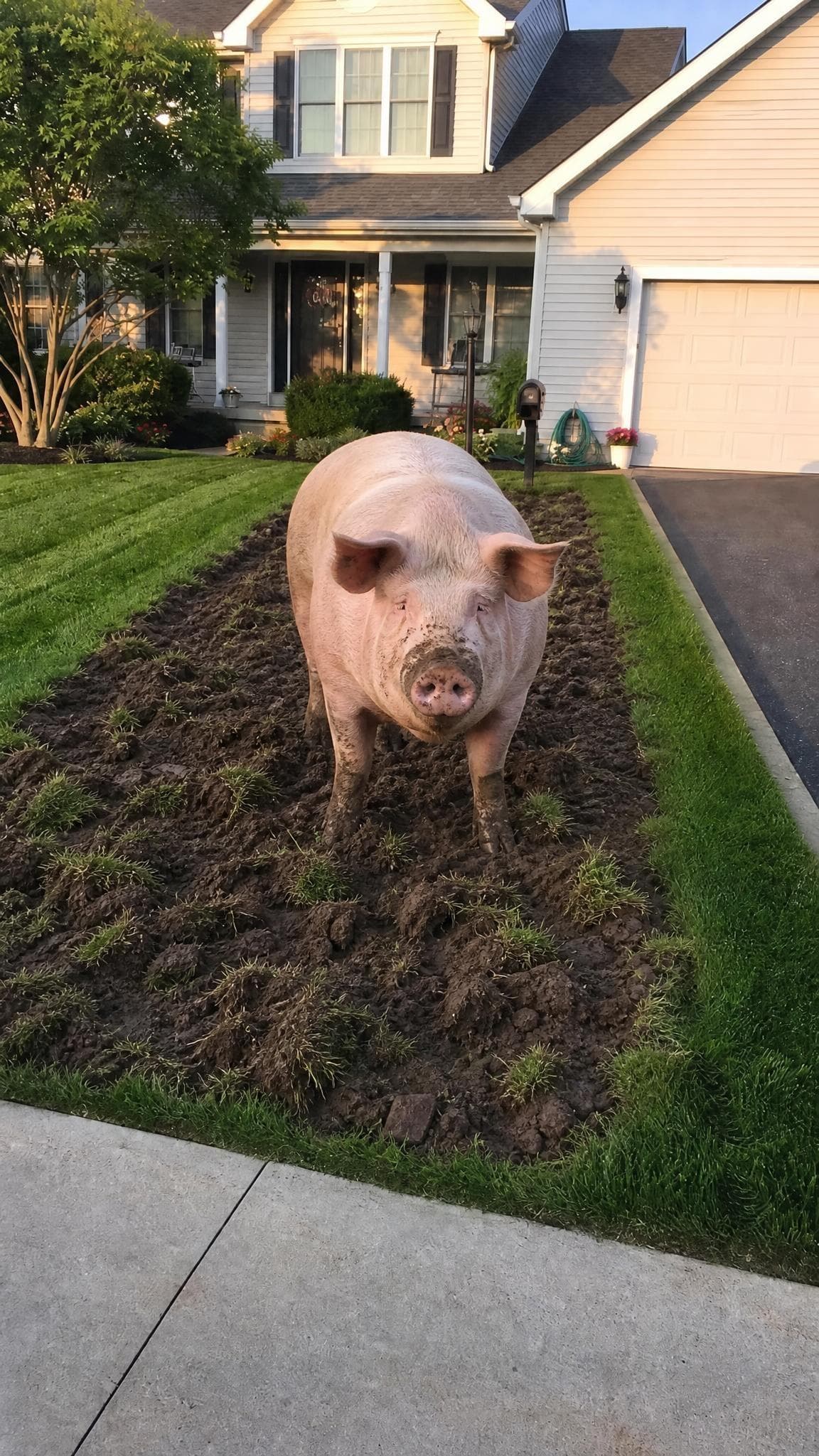 Pig on the Lawn prank example made with PrankAI