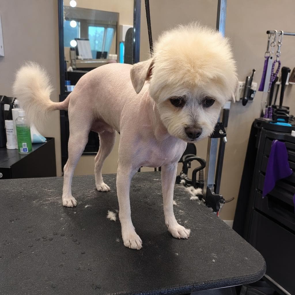 Shaved Dog prank example made with PrankAI
